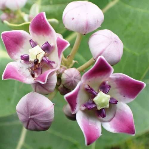 بذر درختچه استبرق