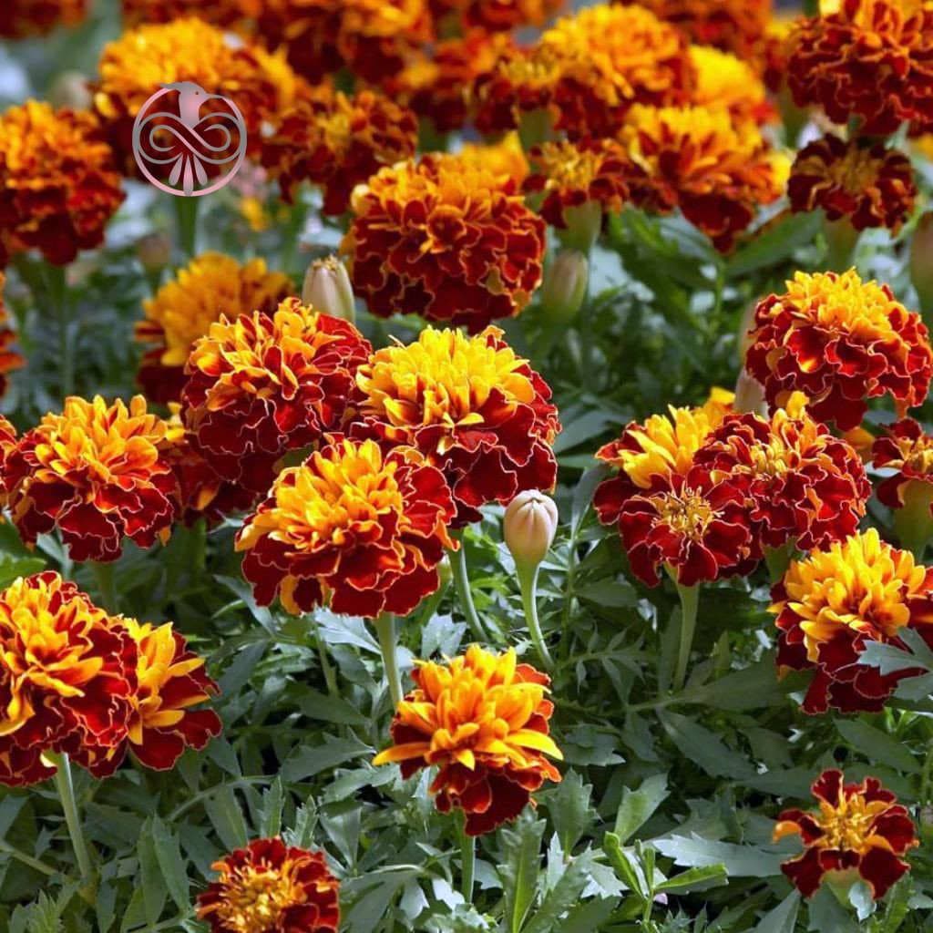 بذر گل جعفری مینیاتوری الوان