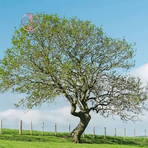 بذر درخت زبان گنجشک