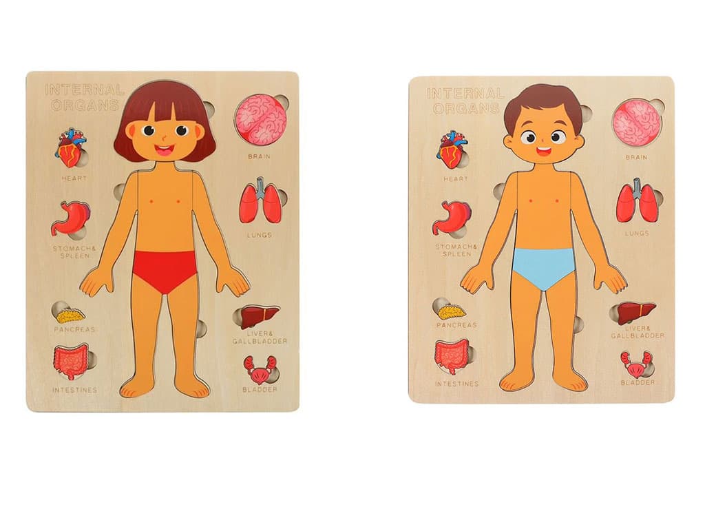 جورچین چوبی اعضای بدن انسان اسباب بازی