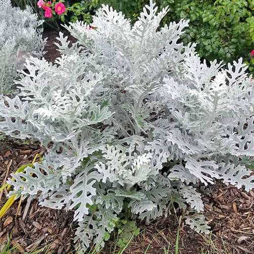 بذر عمده گل ابری نقره ای