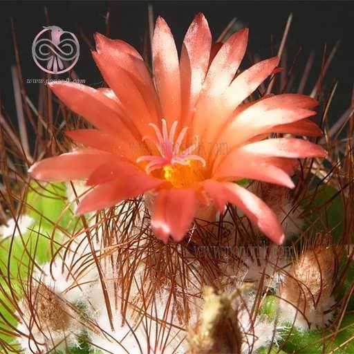 بذر کاکتوس نوتو هورستی