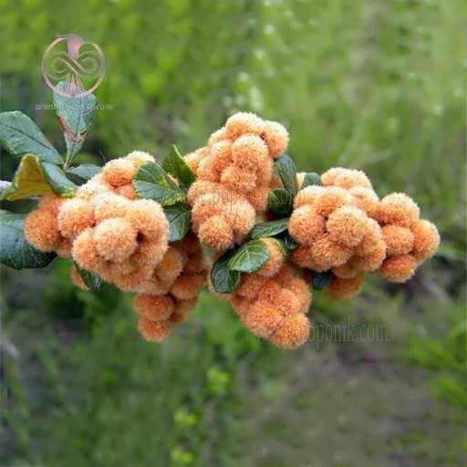 بذر درخت توت روبروب