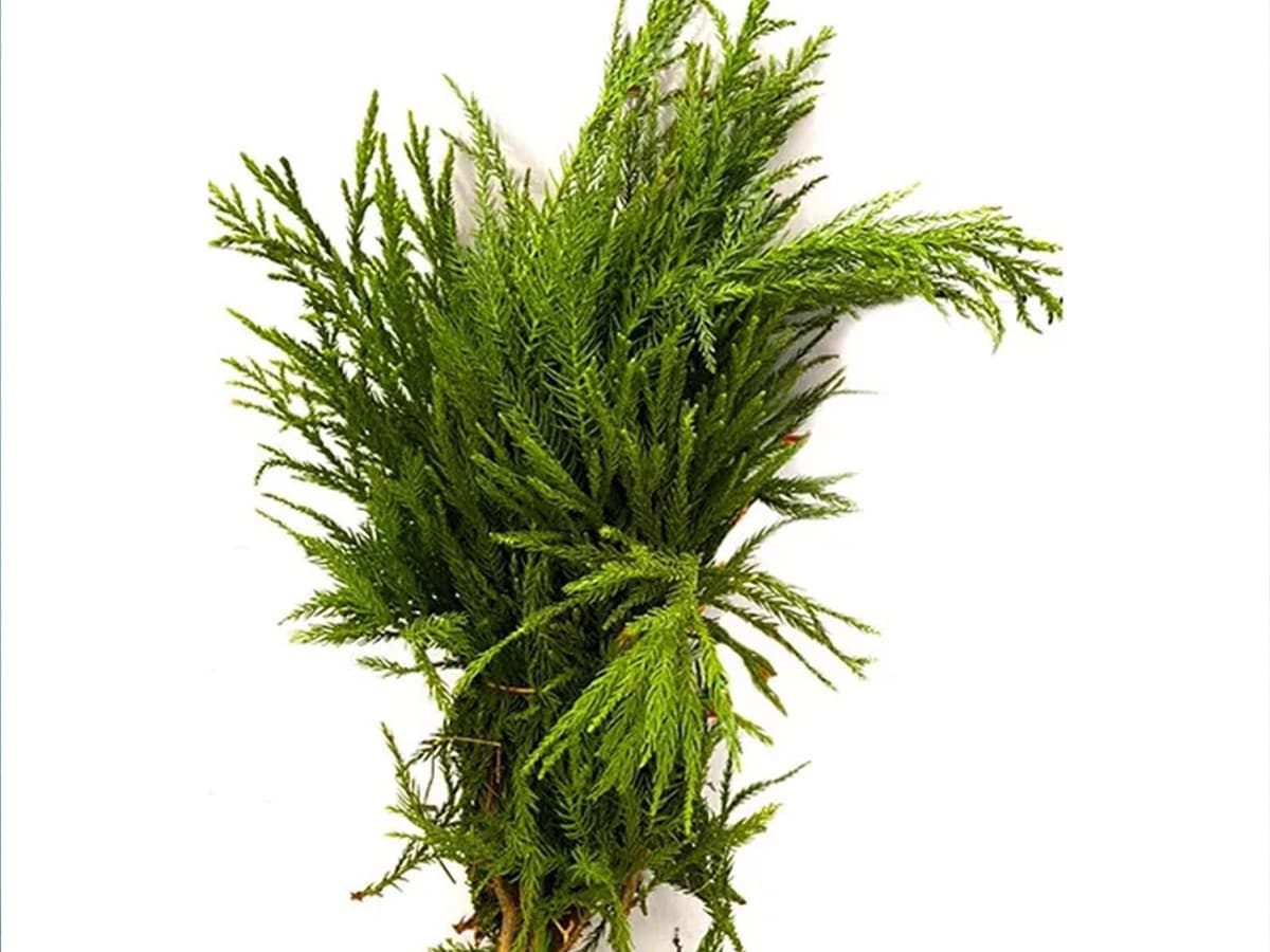 بذر کاج رشتی