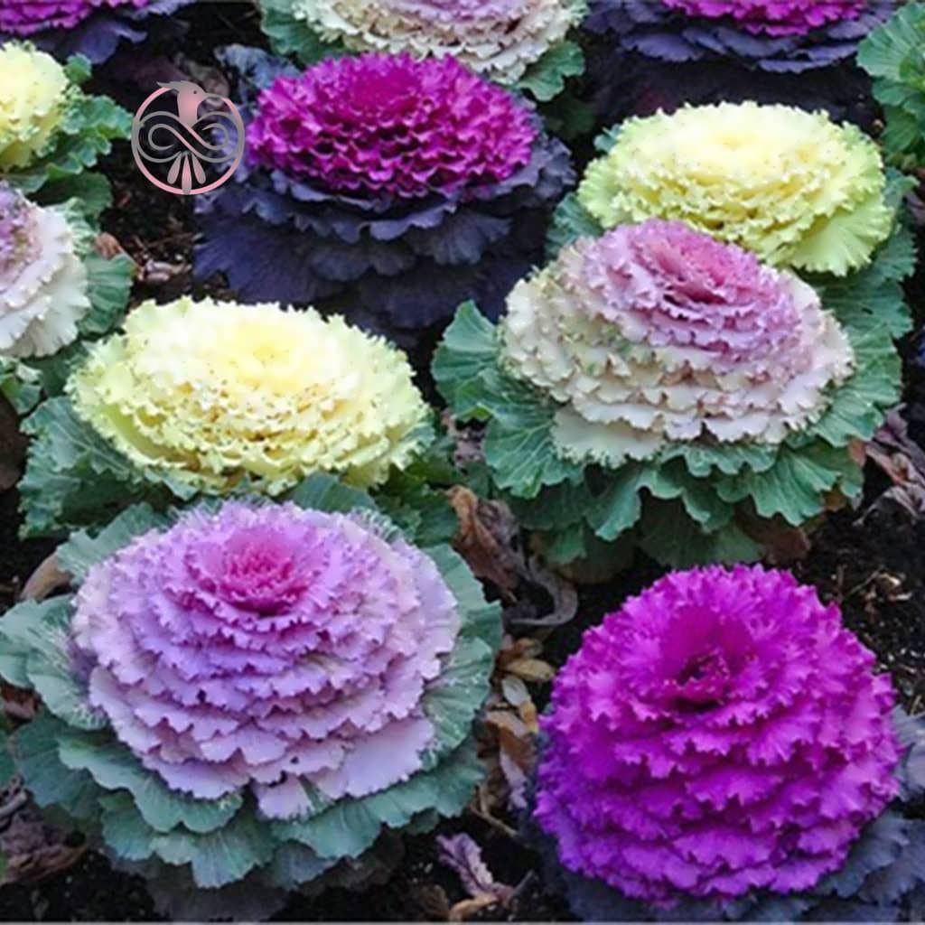 بذر گل کلم زینتی الوان