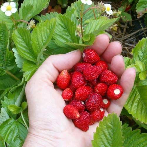 بذر توت فرنگی مینیاتوری