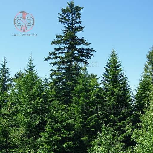 بذر کاج نراد آلبا