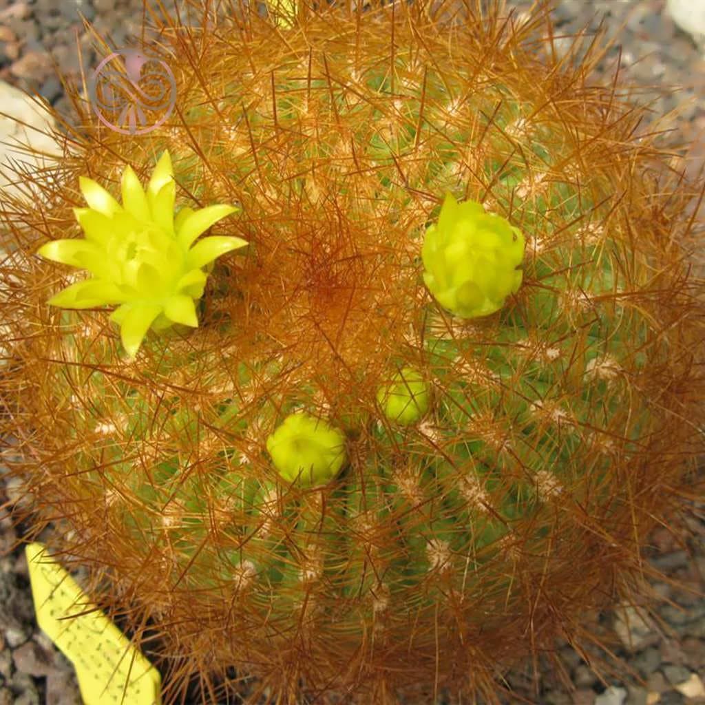 بذر کاکتوس اورویا بورچرسی