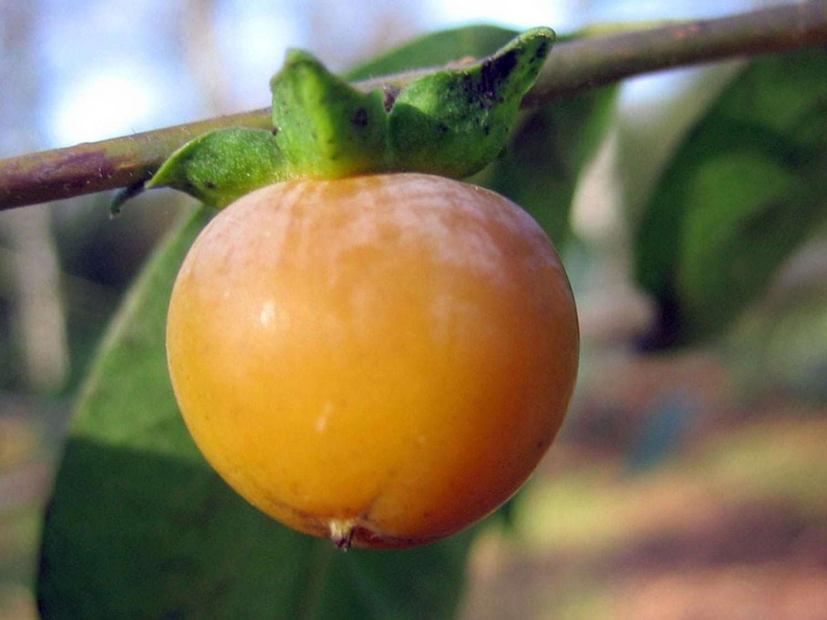 بذر خرمالوی آمریکایی