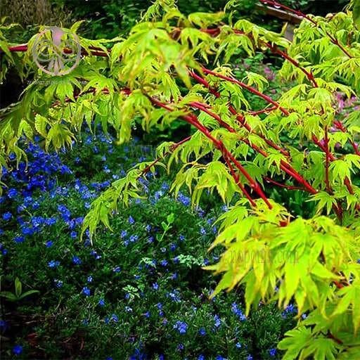 بذر افرا کورال ژاپنی