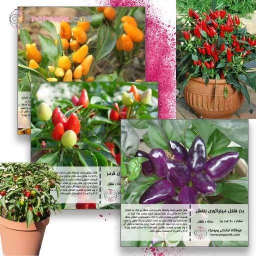 مجموعه بذر فلفل مینیاتوری