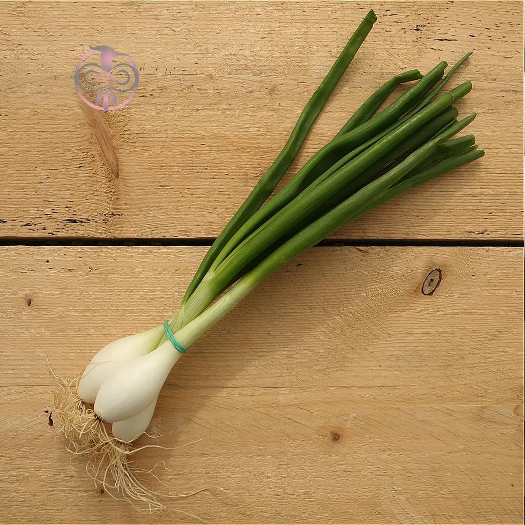 بذر پیازچه سفید