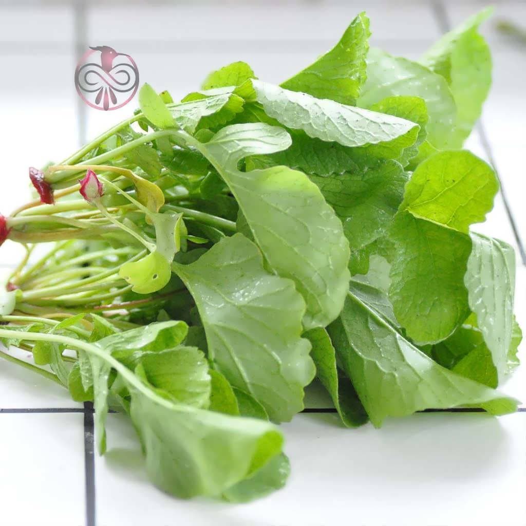 بذر برگ تربچه