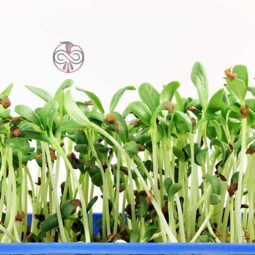 بذر میکروگرین شنبلیله