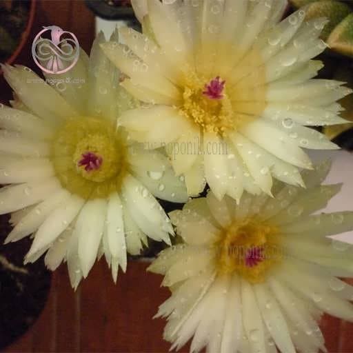 بذر کاکتوس نوتو عسلی