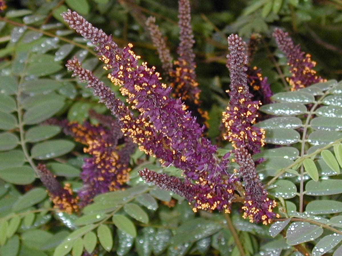 بذر گیاه نیلک