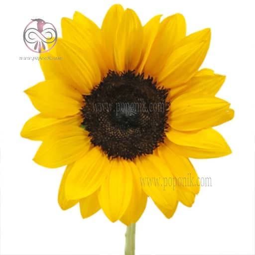 بذر آفتابگردان تخم قرمز