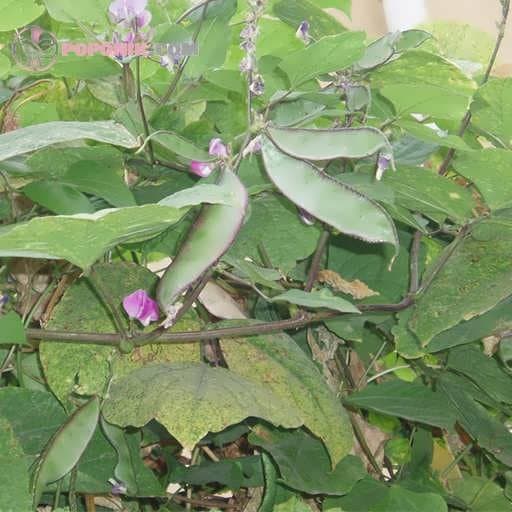 بذر لوبیا پیچک لابلاب (لوبیا سنبلی)