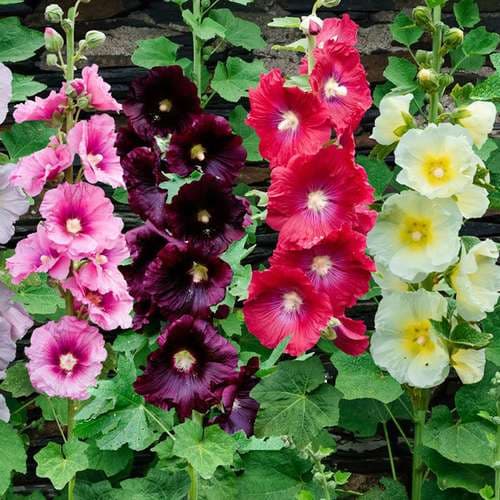 بذر عمده گل ختمی