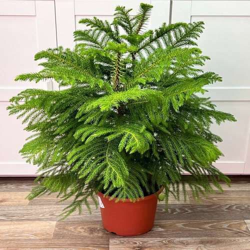 بذر کاج مطبق