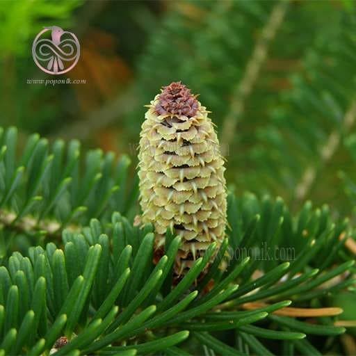 بذر کاج نراد فراسی