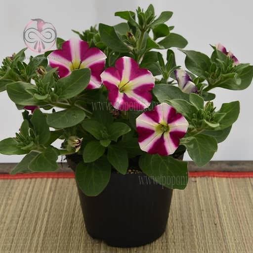 بذر گل اطلسی ستاره ای ارغوانی و سفید