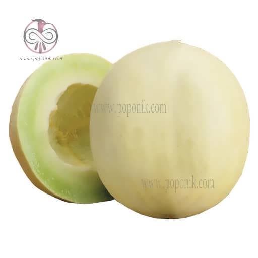 بذر خربزه شمام سفید