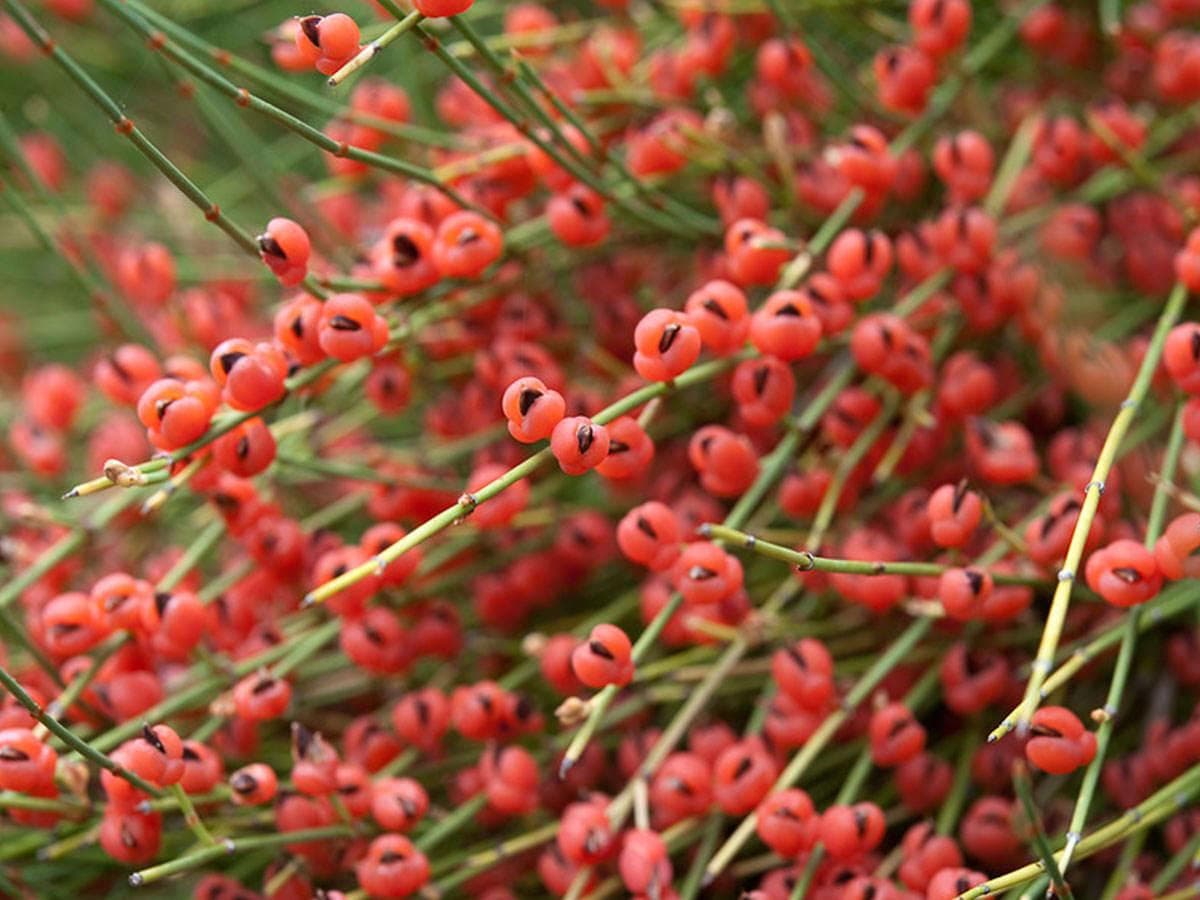 بذر افدرا (گیاه ارمک، هوم)