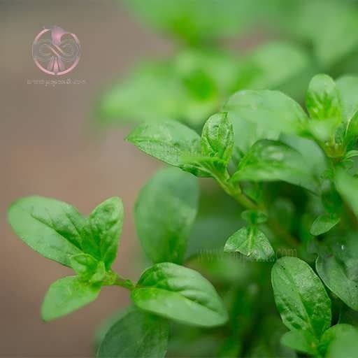 بذر پونه پنی رویال ایرانی