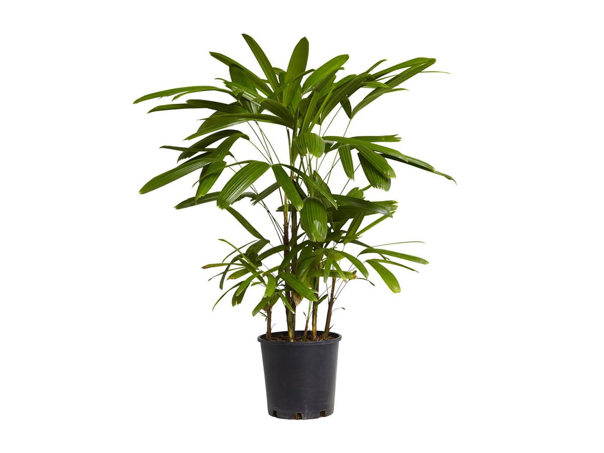 بذر نخل راپیس