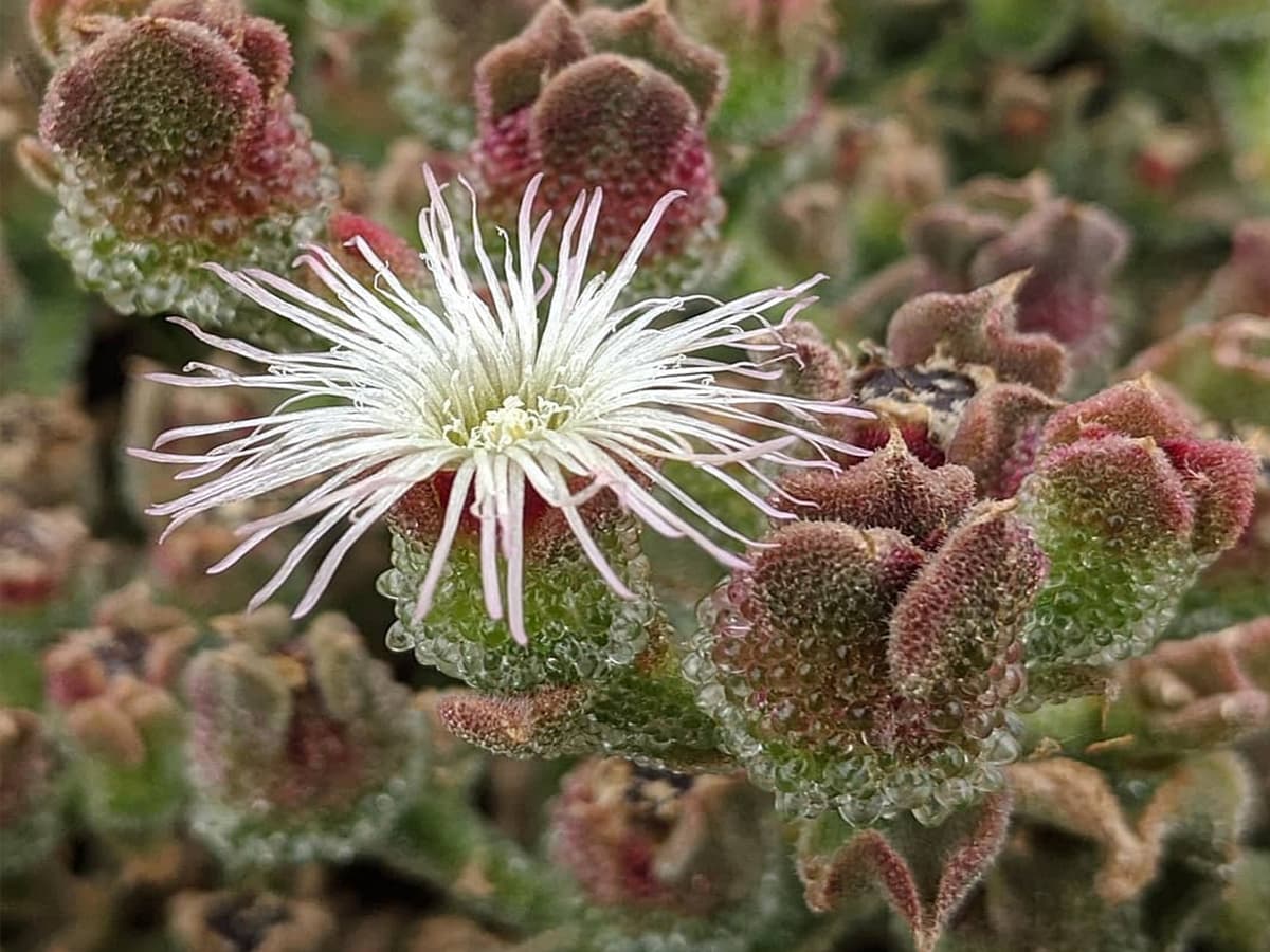 بذر گیاه یخی آمریکایی (فیکوئید)