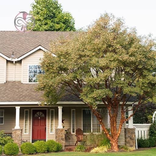 بذر درخت افرا پوست کاغذی