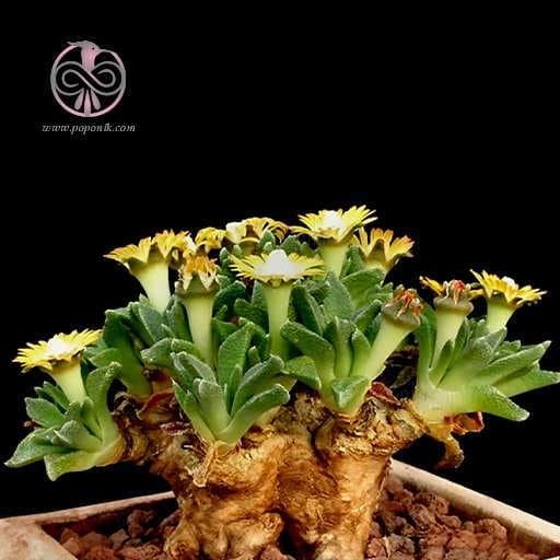 بذر ساکولنت ناناتوس