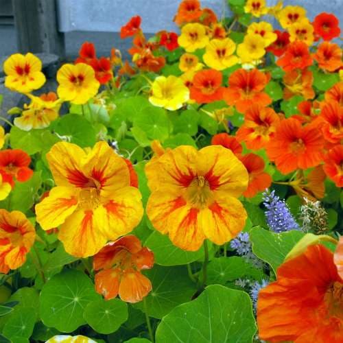 بذر عمده گل لادن