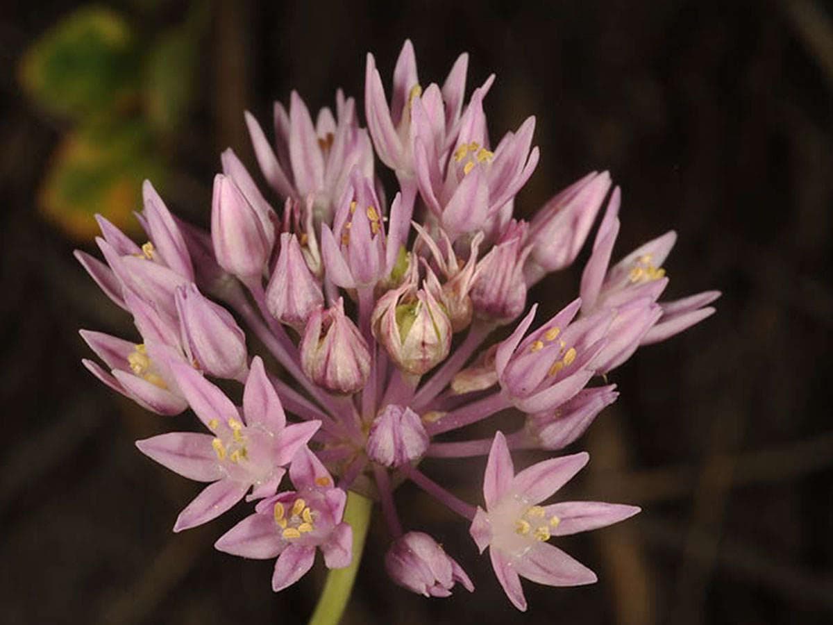 بذر پیاز صورتی (گیاه ثوم)