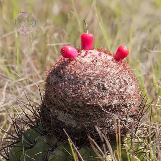 بذر ملو کاکتوس آموانوس