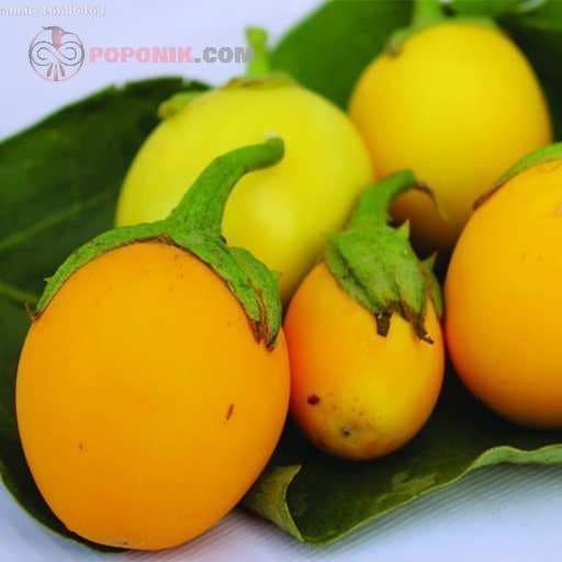 بذر بادمجان زرد تخم مرغی