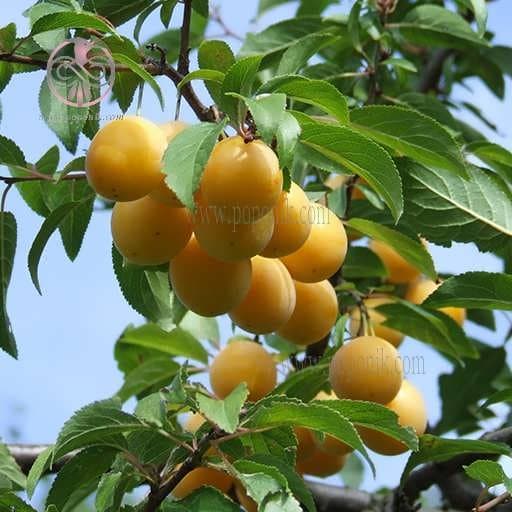 بذر درخت آلوچه بویین زهرا