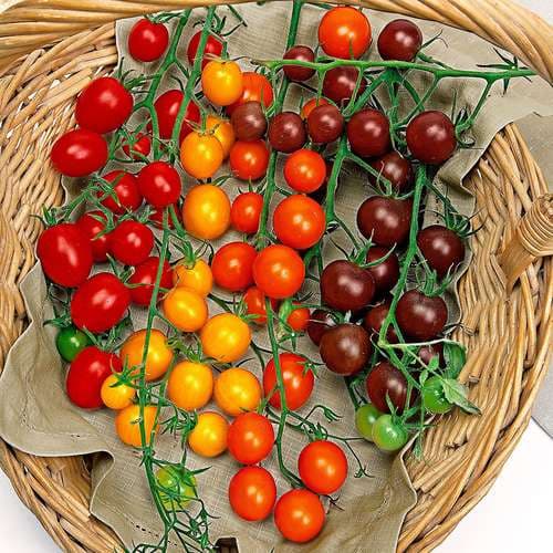 بذر گوجه چری میکس