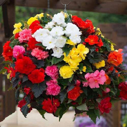 بذر گل بگونیا بدون توقف یا نان استاپ F1