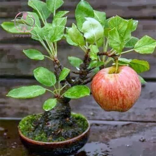 بذر درخت سیب قرمز