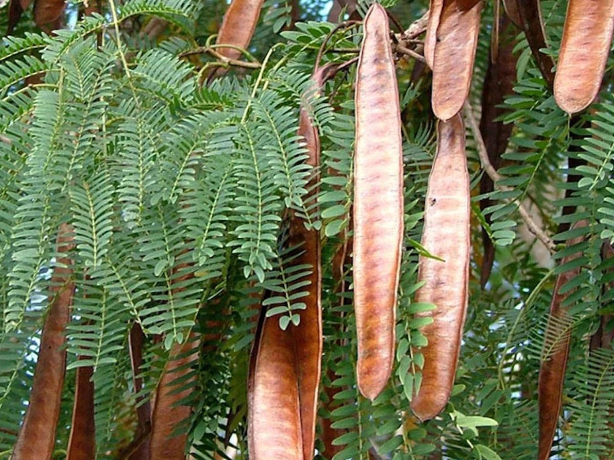 بذر سوبابل (کاسیس)