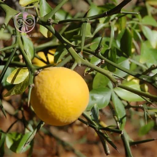 بذر نارنج اژدهای پرنده