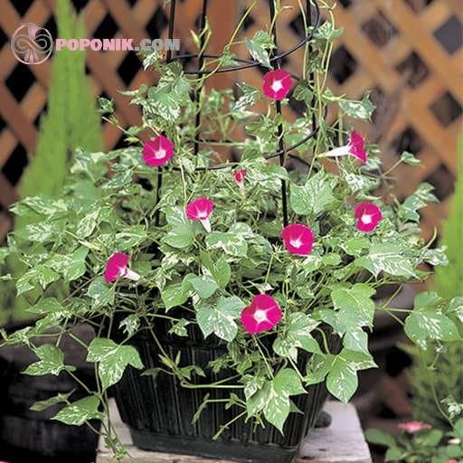 بذر گل نیلوفر پیچ برگ ابلق