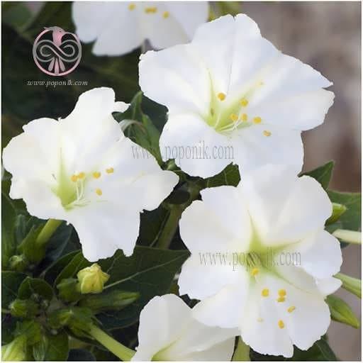 بذر گل لاله عباسی سفید