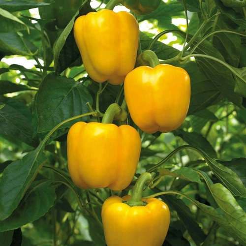 بذر فلفل دلمه زرد هیبرید F1 فضای باز