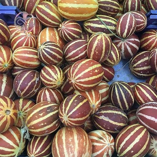 بذر شماما (بنگارک)