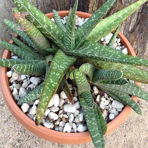 بذر ساکولنت گاستریا بیکالر