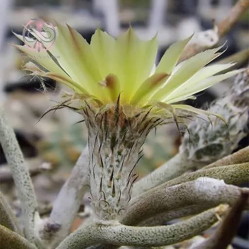 بذر کاکتوس آستروفیتوم کاپوت مدوسا