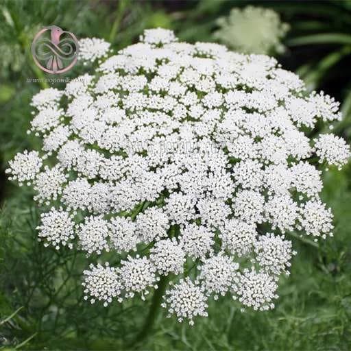 بذر خلال دندان (وایه)